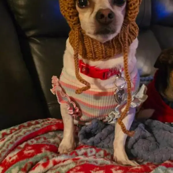 Customer photo: small dog wearing a Caperro hat