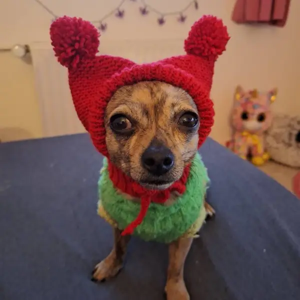 Customer photo: small dog wearing a Caperro hat