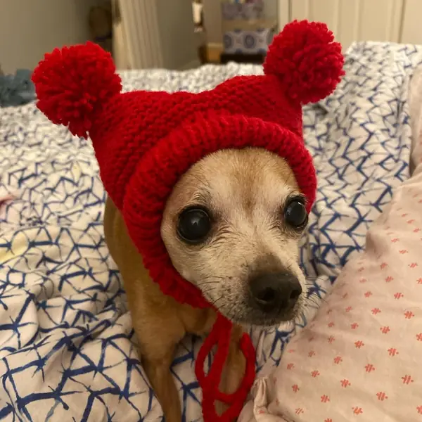 Customer photo: small dog wearing a Caperro hat