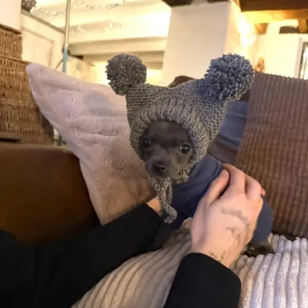 Customer photo: small dog wearing a Caperro hat